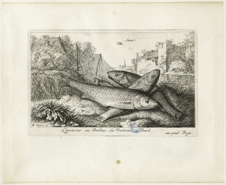 Diverses espèces de poissons d'eau douce, première partie, La vandoise (Robert-Dumesnil 461, Bartsch 47), GDUT4984, Albert Flamen
