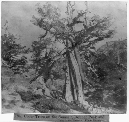 Cedar Trees on the Summit, Donner Peak and Lake in the Distance - Placer County LCCN2002723564, 1866