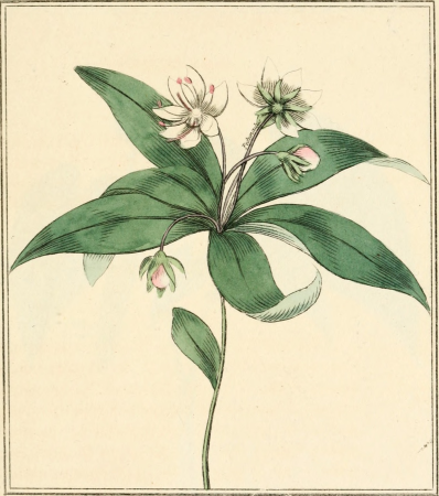 Elements of the science of botany, as established by Linnaeus; with examples to illustrate the classes and orders of his system (1812) (21254313302)