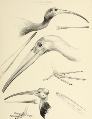 The genera of birds - comprising their generic characters, a notice of the habits of the genus, and an extensive list of species referred to their several genera (1849) (14749314641)