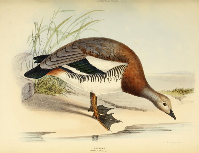 The genera of birds - comprising their generic characters, a notice of the habits of the genus, and an extensive list of species referred to their several genera (1849) (14749336411)