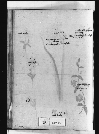 Alexander Marshal (RCIN 924294-3), Alexander Marshal