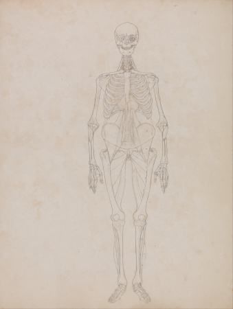 A Comparative Anatomical Exposition of the Structure of the Human Body with that of a Tiger and a Common Fowl: Human Figure, Anterior View (Outline figure), George Stubbs, 1795 to 1806