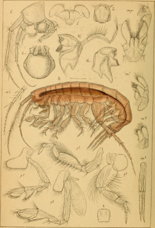 An account of the Crustacea of Norway, with short descriptions and figures of all the species (1895) (16768848981)