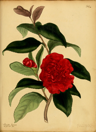 The botanist's repository, for new, and rare plants - containing coloured figures of such plants, as have not hitherto appeared in any similar publication, with all their essential characters, (14783029002), 1797