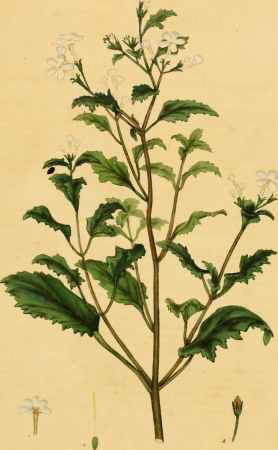 The botanist's repository, for new, and rare plants - containing coloured figures of such plants, as have not hitherto appeared in any similar publication, with all their essential characters, (20396614762), 1797
