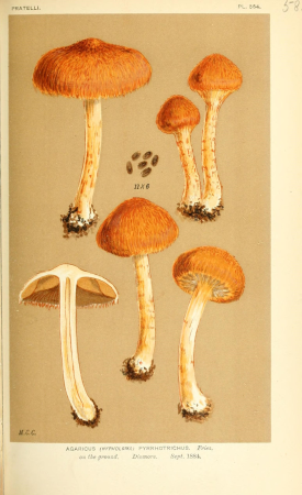 Illustrations of British Fungi (Hymenomycetes), to serve as an atlas to the "Handbook of British Fungi" (Pl. 583) (9016492238), between 1881 and 1891