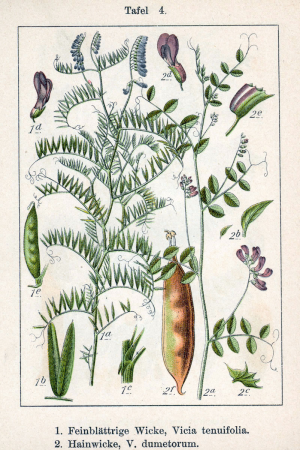 Vicia spp Sturm4, Johann Georg Sturm, 1796