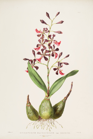 Encyclia cordigera (as Epidendrum macrochilum var. roseum) - Bateman Orch. Mex. Guat. pl. 17 (1842), James Bateman, 1842