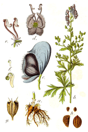 Delphinium napellus Sturm38, Johann Georg Sturm, 1796