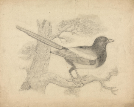 A Magpie in a Tree, James Sowerby