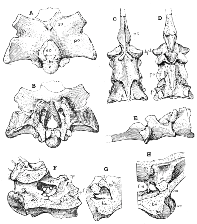 Edaphosaurus occipital complex; Basisphenoid (genus indet.); Eryops basicranial bones, Samuel Wendell Williston, 1925