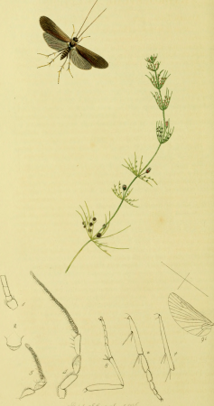 British entomology; being illustrations and descriptions of the genera of insects found in Great Britain and Ireland- containing coloured figures from nature of the most rare and beautiful species, (19795146104), John Curtis, 1823