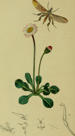 British entomology; being illustrations and descriptions of the genera of insects found in Great Britain and Ireland- containing coloured figures from nature of the most rare and beautiful species, (19795164414), John Curtis, 1823