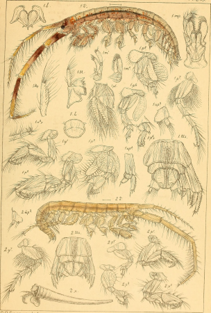 An account of the Crustacea of Norway, with short descriptions and figures of all the species (1895) (16583959369)