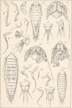 An account of the Crustacea of Norway, with short descriptions and figures of all the species (1899) (16583865589)