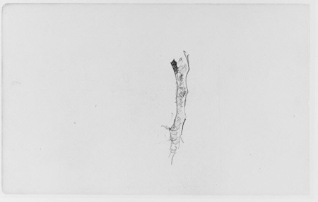Study of a Tree Limb (from Sketchbook), Henry Ward Ranger