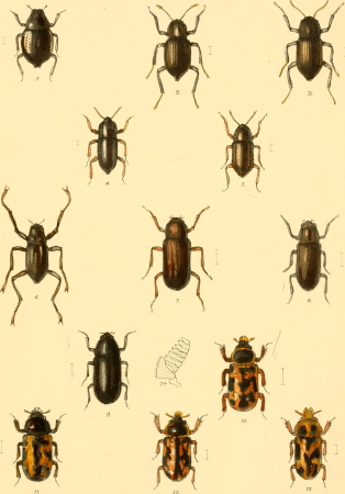 The Coleoptera of the British islands. A descriptive account of the families, genera, and species indigenous to Great Britain and Ireland, with notes as to localities, habitats, etc (1889) (20042586123)