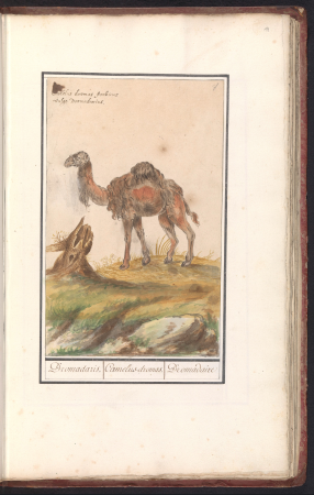 Dromedaris (Camelus dromedarius) Dromadaris. Camelus-dromas. Dromedaire (titel op object), RP-T-BR-2017-1-2-14, Elias Verhulst, between 1596 and 1610