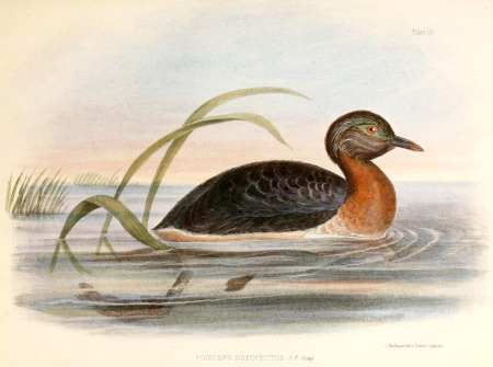 Poliocephalus rufopectus Hullmandel, Charles Joseph Hullmandel, 1844