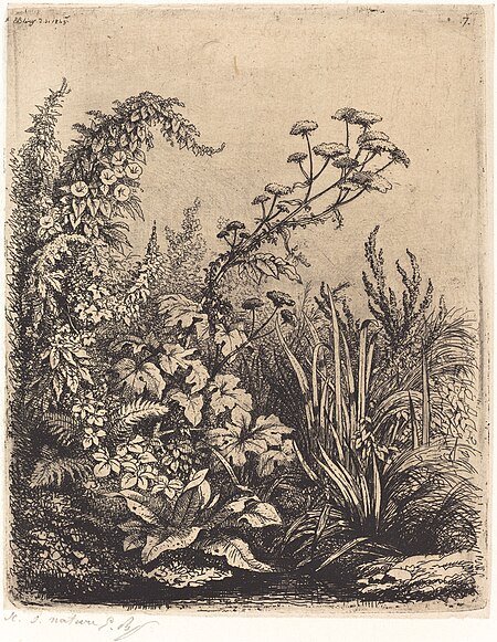 Small Water-parsnip with Bindweed, published 1849