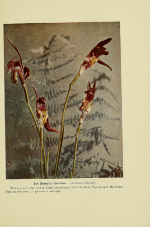 Bog-trotting for orchids (1904) (20198958980), Grace Greylock Niles, 1904