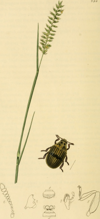 British entomology; being illustrations and descriptions of the genera of insects found in Great Britain and Ireland- containing coloured figures from nature of the most rare and beautiful species, (20409230892), John Curtis, 1823