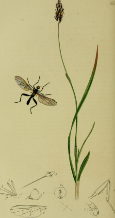 British entomology; being illustrations and descriptions of the genera of insects found in Great Britain and Ireland- containing coloured figures from nature of the most rare and beautiful species, (20229749670), John Curtis, 1823