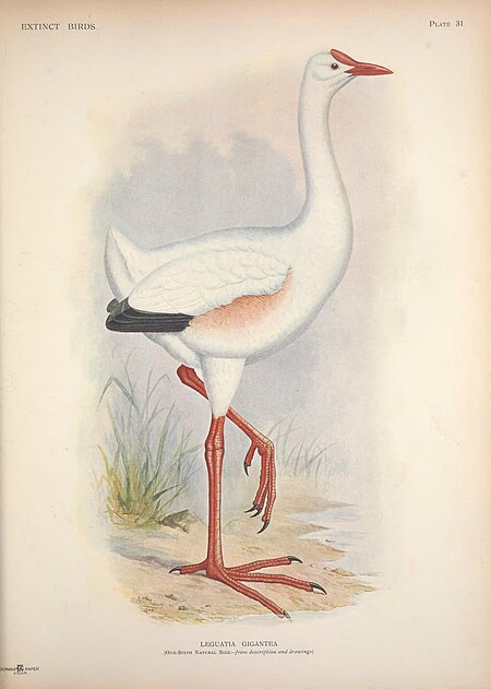 Extinct birds - an attempt to unite in one volume a short account of those birds which have become extinct in historical times - that is, within the last six or seven hundred years - to which are (14752547785), 1907