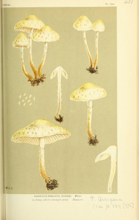 Illustrations of British Fungi (Hymenomycetes), to serve as an atlas to the "Handbook of British Fungi" (Pl. 401) (8723386796), between 1881 and 1891