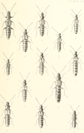 The Coleoptera of the British islands. A descriptive account of the families, genera, and species indigenous to Great Britain and Ireland, with notes as to localities, habitats, etc (1887) (20636342946)