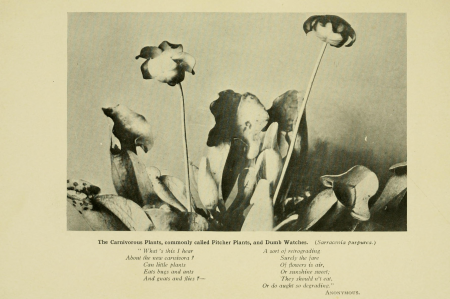 Bog-trotting for orchids (1904) (20360715556), Grace Greylock Niles, 1904