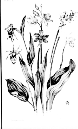 Studies of plant life in Canada, or, Gleanings from forest, lake and plain (microform) (1885) (20004125154)
