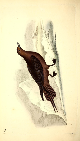 The natural history of British birds, or, A selection of the most rare, beautiful and interesting birds which inhabit this country - the descriptions from the Systema naturae of Linnaeus - with (14748653911), 1819