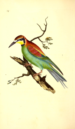 The natural history of British birds, or, A selection of the most rare, beautiful and interesting birds which inhabit this country - the descriptions from the Systema naturae of Linnaeus - with (14752207392), 1816