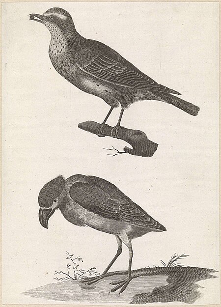 Thrush with a berry in its beak to the left and Bark-billed Heron, Johan Teyler