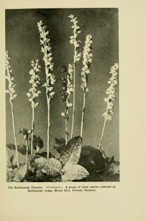 Bog-trotting for orchids (1904) (20199027178), Grace Greylock Niles, 1904