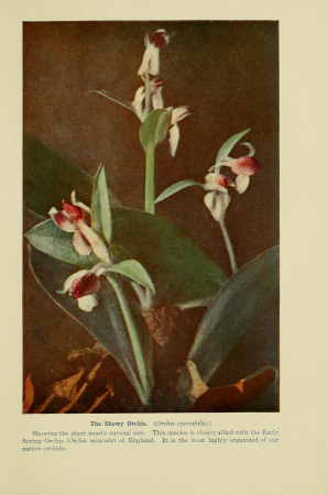 Bog-trotting for orchids (1904) (20378419532), Grace Greylock Niles, 1904