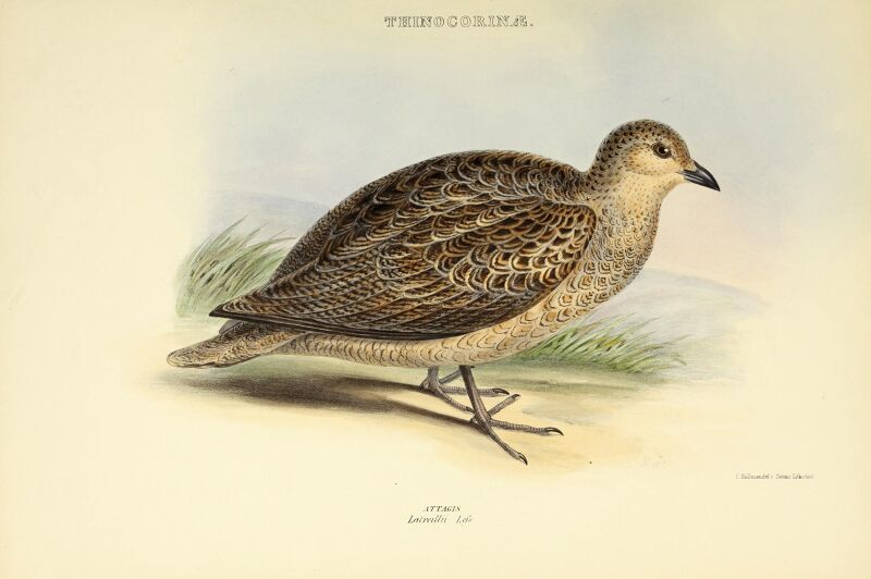 The genera of birds - comprising their generic characters, a notice of the habits of the genus, and an extensive list of species referred to their several genera (1849) (14749282951)