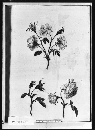 Alexander Marshal (RCIN 924349-3), Alexander Marshal