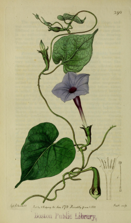 The Botanical register consisting of coloured figures of (1815) (14586494209), 1815