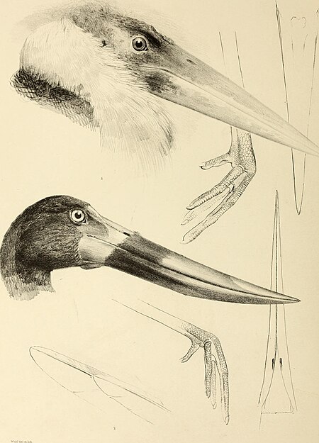 The genera of birds - comprising their generic characters, a notice of the habits of the genus, and an extensive list of species referred to their several genera (1849) (14749311881)