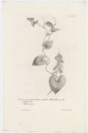 Dioscorea sativa Dioscorea foliis cordatis, caule lævi. Hort. Cliff. 459. sp. 1 (titel op object), RP-P-OB-61.477, Jan Wandelaar, 1738
