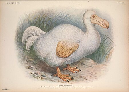 Extinct birds - an attempt to unite in one volume a short account of those birds which have become extinct in historical times - that is, within the last six or seven hundred years - to which are (14750199204), 1907