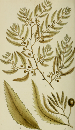 Phycologia Britannica, or, A history of British sea-weeds - containing coloured figures, generic and specific characters, synonymes, and descriptions of all the species of algae inhabiting the shores (14762152244), 1846