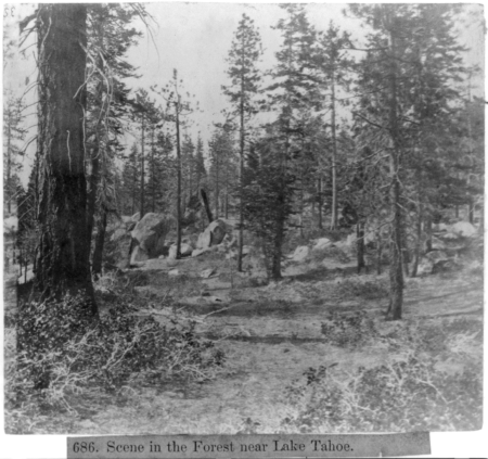 Scene in the Forest near Lake Tahoe LCCN2002721660, 1866