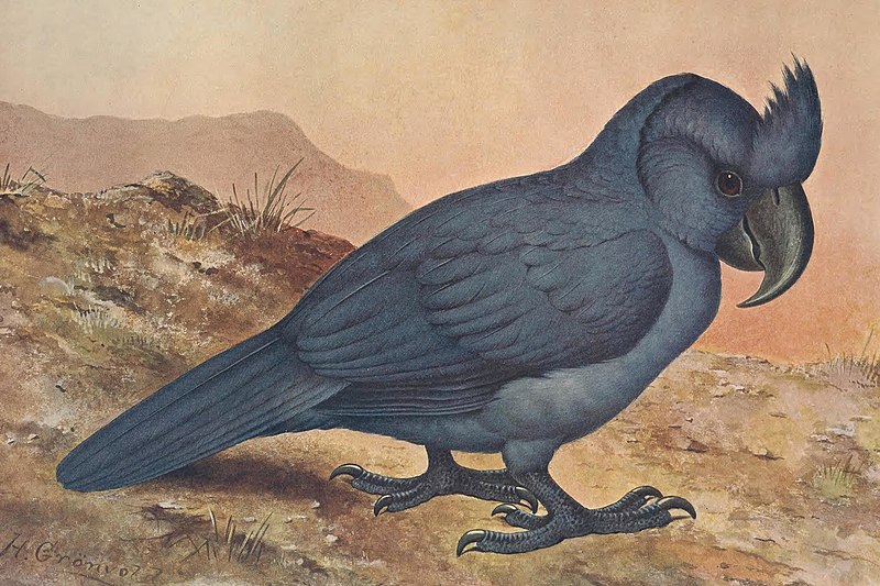 Extinct birds - an attempt to unite in one volume a short account of those birds which have become extinct in historical times - that is, within the last six or seven hundred years - to which are (14752515105) (cropped), 1907