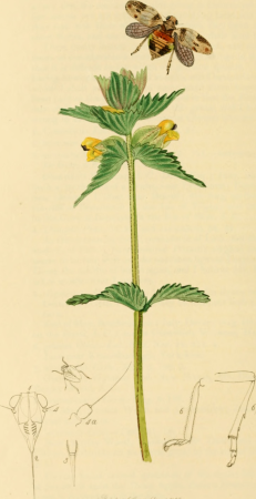 British entomology; being illustrations and descriptions of the genera of insects found in Great Britain and Ireland- containing coloured figures from nature of the most rare and beautiful species, (20229565690), John Curtis, 1823