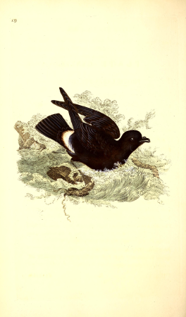 The natural history of British birds, or, A selection of the most rare, beautiful and interesting birds which inhabit this country - the descriptions from the Systema naturae of Linnaeus - with (14566085647), 1816