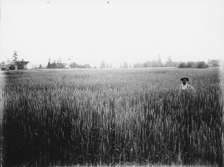 Man standing in field of grain, unidentified farm, Washington (4558554446), Albert Henry Barnes